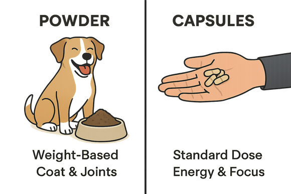 Organ Supplements for Dogs vs Humans: What’s the Difference?