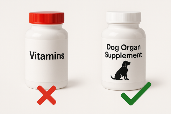 Are Human Supplements Safe for Dogs? What Every Owner Should Know