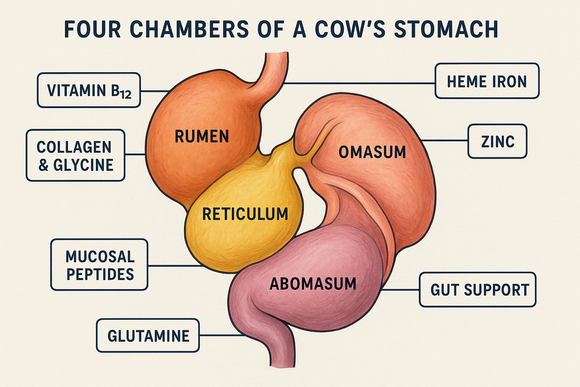 Nutritional Breakdown (& Benefits) of Beef Stomach