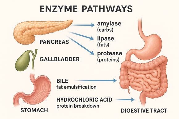 Pancreas, Gallbladder, and Stomach: Nature’s Digestive Enzyme Supplements