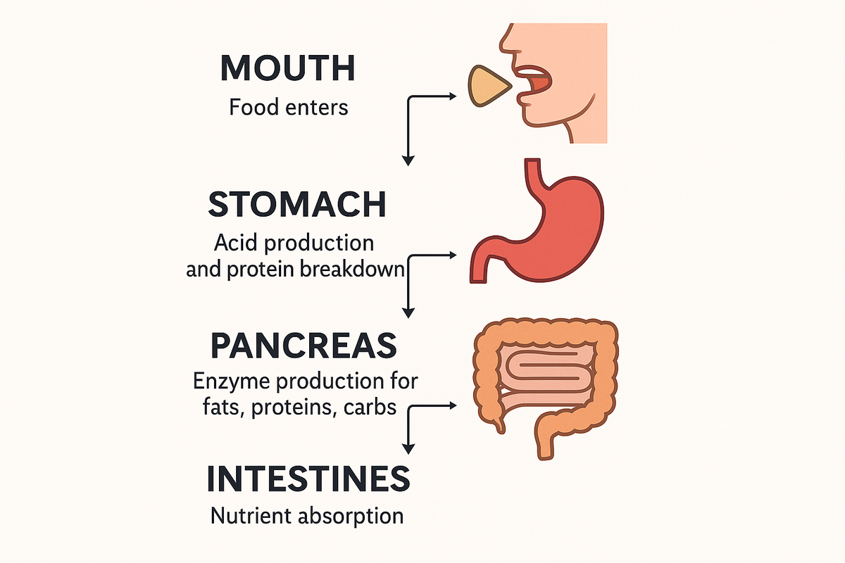 Digestive Organs: The Missing Link for Gut Health – PrimalRx