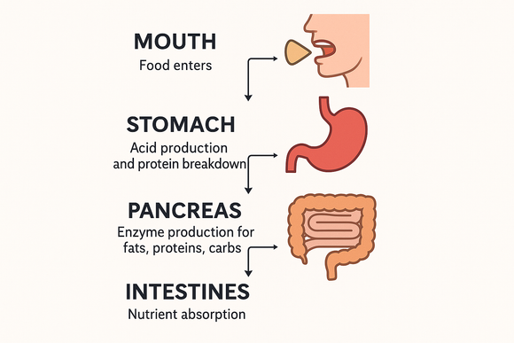 Why Digestive Organs Are the Missing Piece for Gut Health