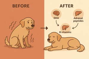 Natural Supplements for Dog Anxiety: How Organs Help Calm Stress