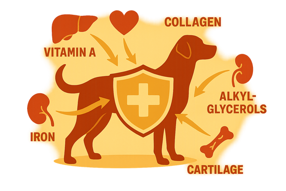 Dog cancer supplements — natural organ-based immune support for dogs