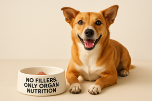 Hypoallergenic Dog Diets: Can Organ Supplements Help?