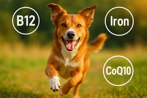 Natural Energy Boosters for Dogs: Beyond Kibble and Treats