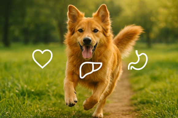 Healthy dog supported by multi-organ nutrition — natural supplement for joints, skin, and digestive health