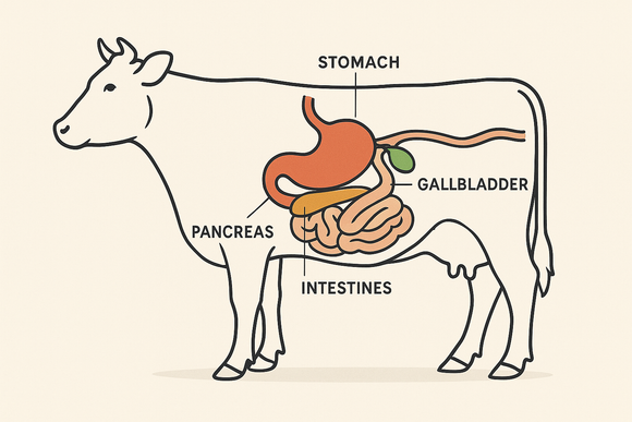 From Nose-to-Tail: How GI Tract Supplements Support Absorption, Digestion, and Immunity