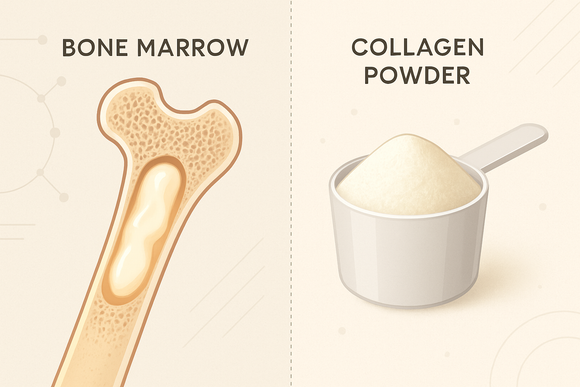 Bone Marrow vs. Collagen: Which Is Better for Whole-Body Health?