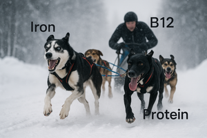 Nutrient-Rich Foods for Working Dogs: Fueling Energy, Strength, and Endurance